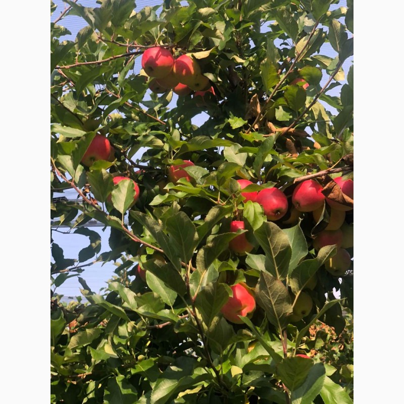 Фото 2. Продам яблоки, Гала Маст, Лиголь урожая 2021 г. Немиров, Винницкая обл
