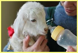 Фото 2. Сухое молоко заменитель цельного молока для телят поросят козлят