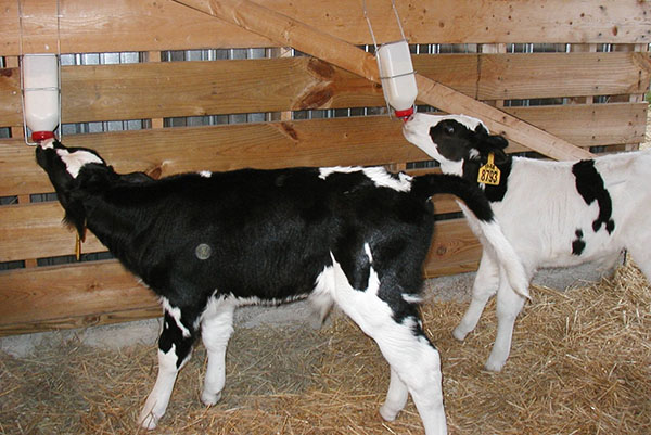 Фото 3. Сухое молоко заменитель цельного молока для телят поросят козлят