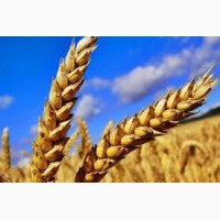 Продам Мидас (пшеница)