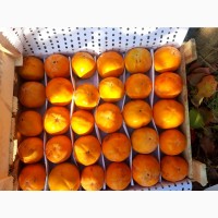 Продам гранат, мандарины, апельсины от поставщика с 3 тонн