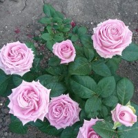Продам саженцы роз чайно-гибридных двухлетка