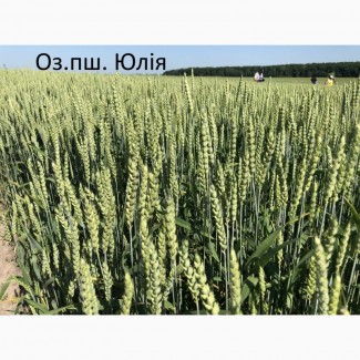 Семена озимой ранней пшеницы Юлия 1-реп. (265-270 дней)