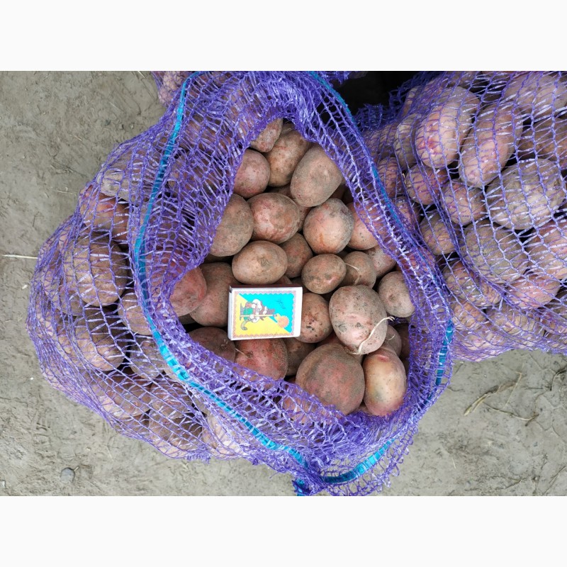 Фото 3. Продам семенной картофель, сорт Журавинка