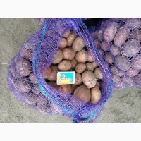Продам семенной картофель, сорт Журавинка