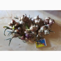 Продам многолетний многоярусный лук (багаторічнв цибуля) для ранней и поздней зелени