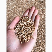 Пшениця пшеница продам