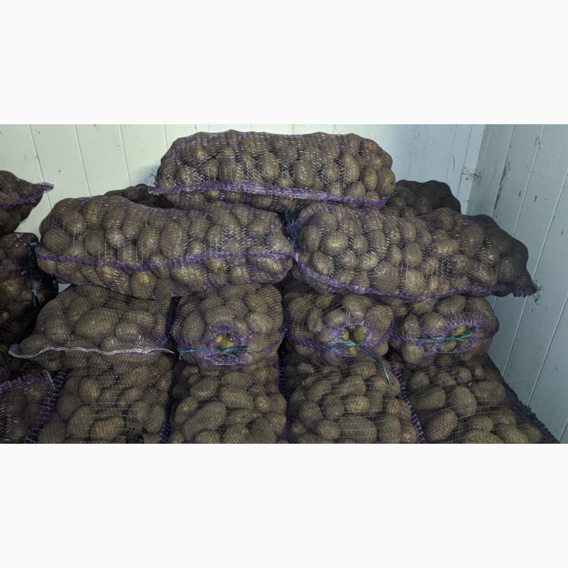Фото 3. Продам картофель в Каменском сорт Евростарч