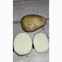 Продам картофель в Каменском сорт Евростарч