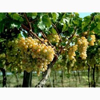 Продам технічний виноград білого сорту Буковинка від виробника