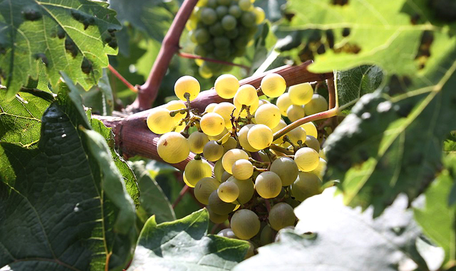 Фото 3. Продам технічний виноград білого сорту Буковинка від виробника