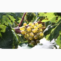 Продам технічний виноград білого сорту Буковинка від виробника