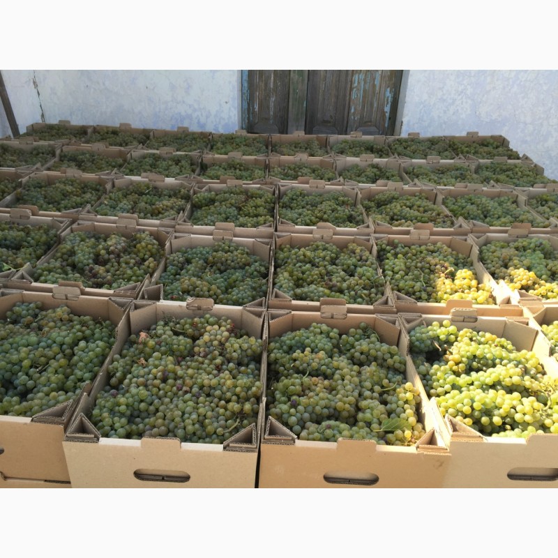 Фото 4. Продам технічний виноград білого сорту Буковинка від виробника