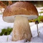 Куплю гриби