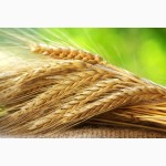 Продам Канадский ярый трансгенный сорт твердой пшеницы RAINY