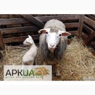 Продам ярок мясного направлени породы Олипс, Акимовка