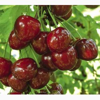 Саженцы курупноплодных сортов черешни, вишни опт и розница