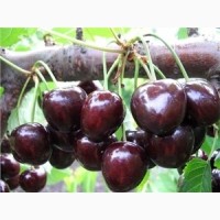 Саженцы курупноплодных сортов черешни, вишни опт и розница