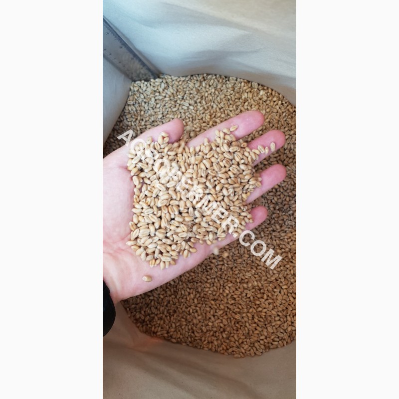 Фото 4. Семена пшеницы сорт FOX канадская трансгенная двуручка