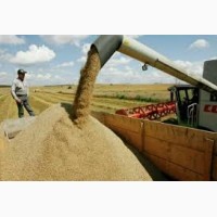 Підприємство закуповує С/Г продукцію Пшеницю (2-6 класу) по всім регіонам України