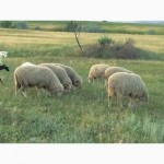 Продам овец, ягнят, баранов цыгайской породы. Стриженные