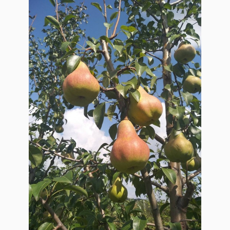 Фото 3. Продам грушу сорт ОСІНЬ БУКОВИНИ, урожай 2018 року