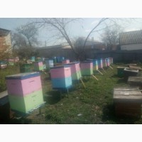 Продам пасіку 100 бджоло-сімей з полістироловими вуликами