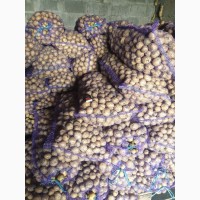 Продам посадочный картофель Ривьеру 6 т