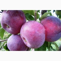 Продаємо саджанці яблуні сорту: моді, Голден, Джонапринц, Муцу, Чемпіон та інші сорти