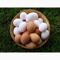 Продам яйца куриниы