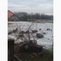 Срочно Продам овец Романовской породы