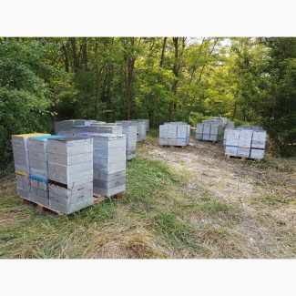 Продам продукты пчеловодства с собственной пасеки