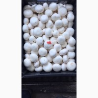 Продам грибы шампиньоны с грибной фермы