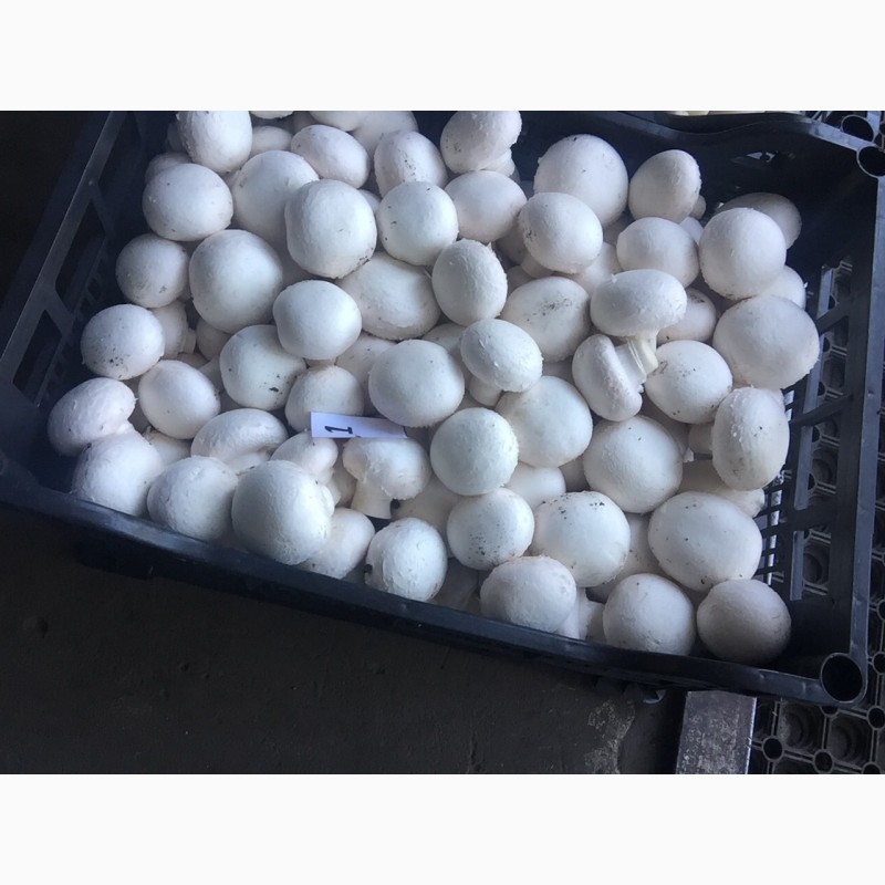 Фото 2. Продам грибы шампиньоны с грибной фермы