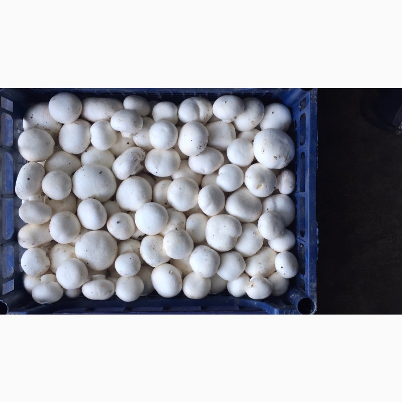Фото 4. Продам грибы шампиньоны с грибной фермы