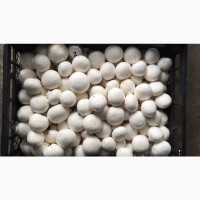 Продам грибы шампиньоны с грибной фермы