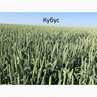 Семена озимой пшеницы Кубус - 1реп. (Германия)