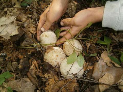 Фото 4. Березовый гриб чага, гриб веселка, сосновые шишки от инсульта