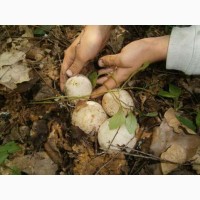 Березовый гриб чага, гриб веселка, сосновые шишки от инсульта