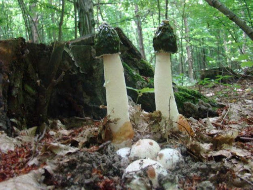 Фото 5. Березовый гриб чага, гриб веселка, сосновые шишки от инсульта