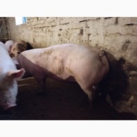 Закупаем свиней живым весом дорого