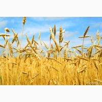 Продам посевной материал озимой пшеницы Алексеич суперэлита Краснодарская селекция