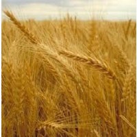 Семена озимой пшеницы Дарунок Поділля
