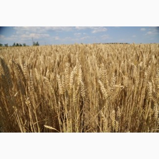 Продам товарну пшеницю