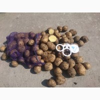 Продам картофель отличного качества цена 20.00 грн