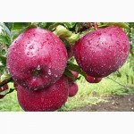 Саджанці яблунь для вашого саду