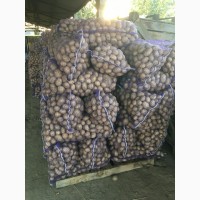 Продам картофель, сорта Агата (белая) и Ароза (розовая) с места