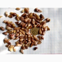 Семена чеснока воздушки урожая 2017 года от призводителя