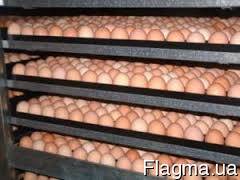 Фото 2. Инкубационные яйца индюков