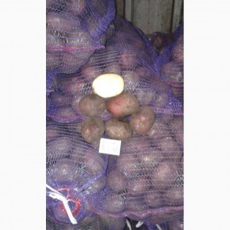 Картофель/картошка товарная оптом